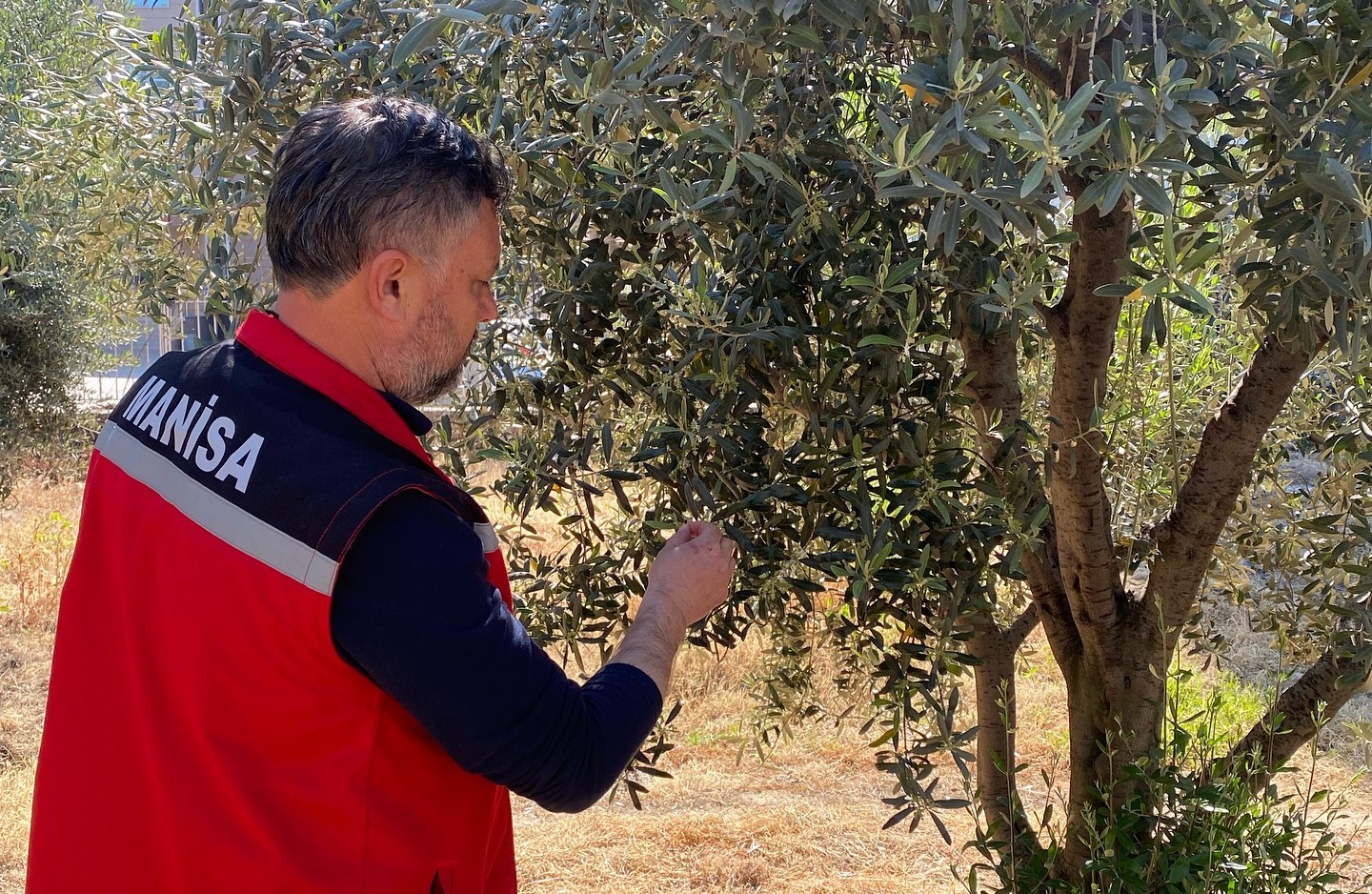 Zeytin üreticilerine "Pamuklu bit " uyarısı