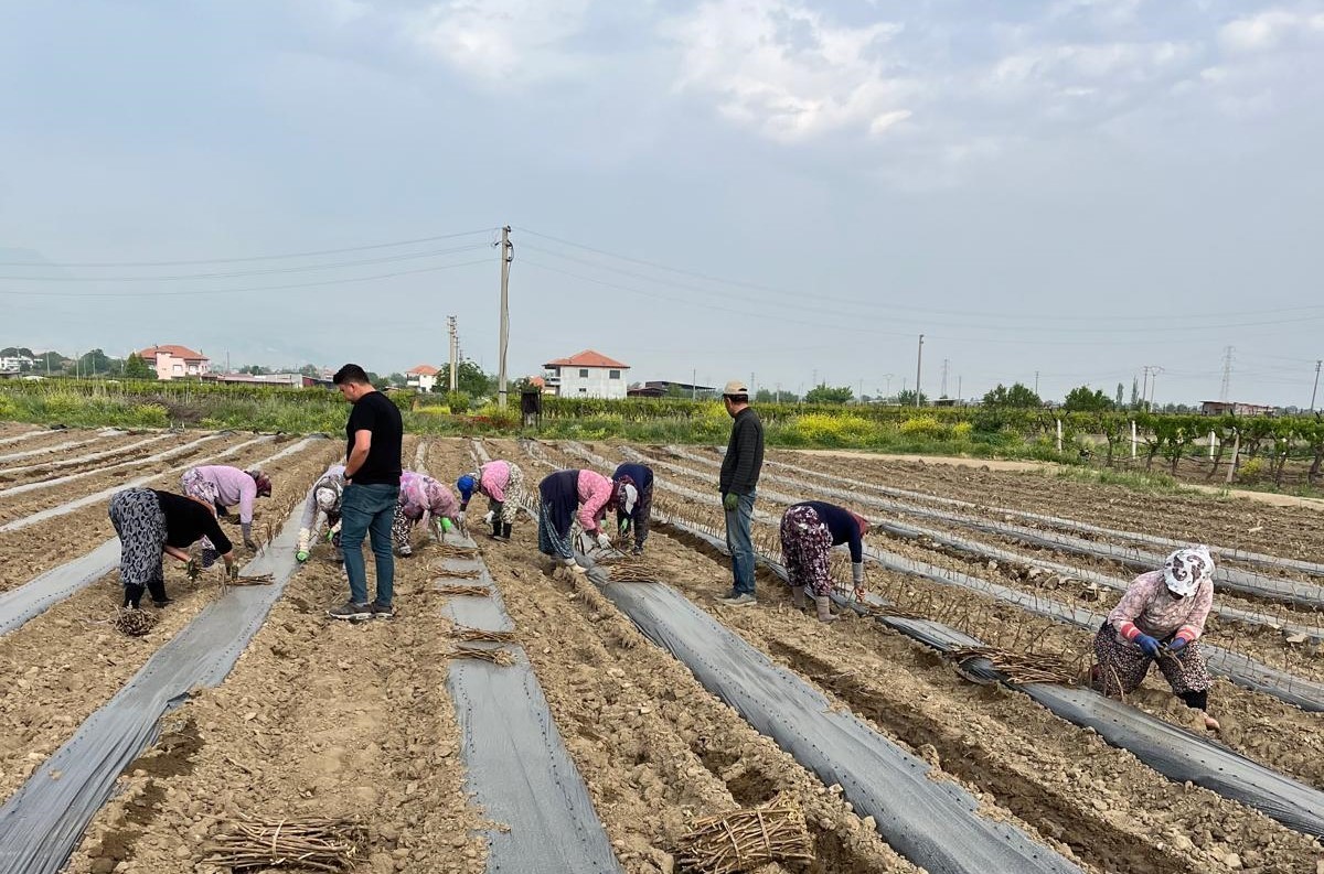 Sarıgöl'de Genç Girişimci Kardeşler 10 Farklı Üzüm Türüyle Üretime Başladı Sarıgöl'de Genç Girişimci Kardeşler 10 Farklı Üzüm Türüyle Üretime Başladı