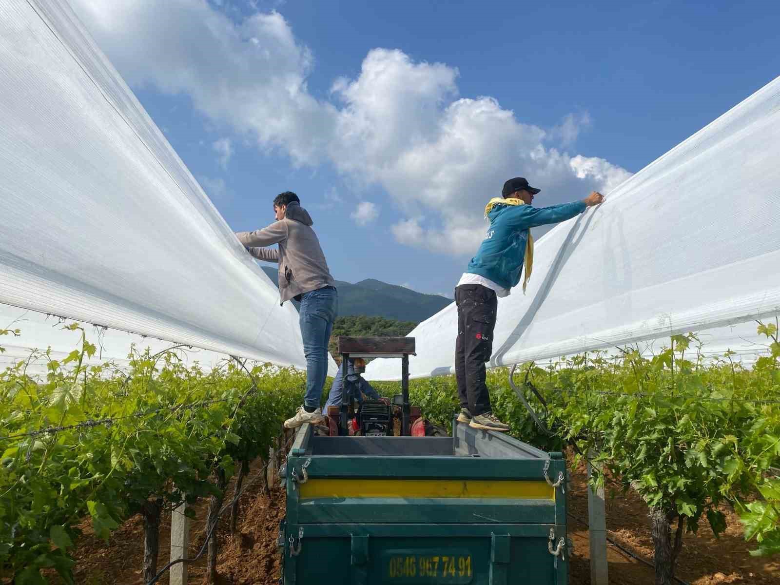 Sarıgöllü çiftçiler İtalyan tülüne yöneldi !