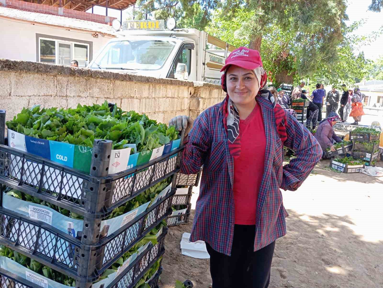 Sarıgöl'de Bağ Yaprağı Hasadıyla Bereketli Sezon Başladı