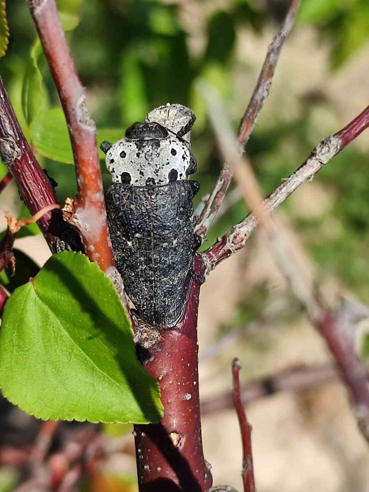 Fidan Dip Kurdu Riskine Dikkat!