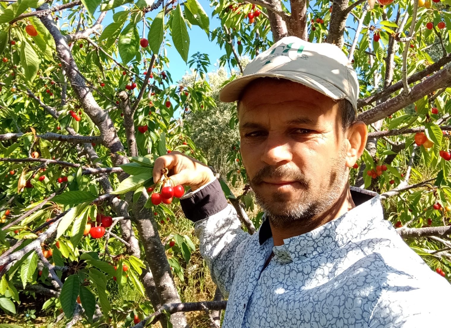 Kiraz Üreticilerine Teselli Fiyatlardan Geldi