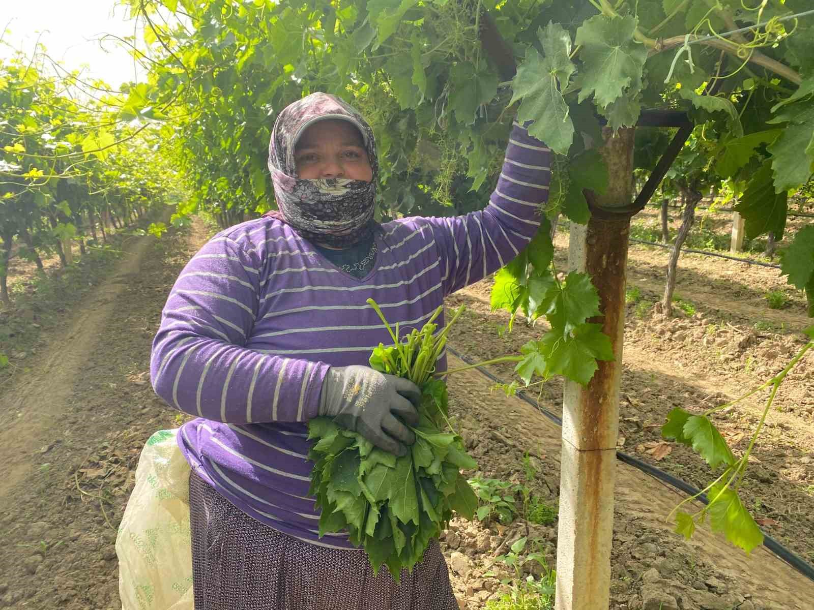 Sarıgöl’de Yaprak Sezonu: Kazanç ve Hediye Bir Arada