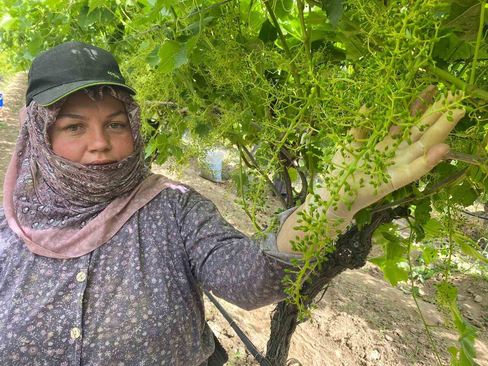 Bağlarda Yeni Dönem: Zayıf Salkım Ayıklanıyor, Kalite Artıyor