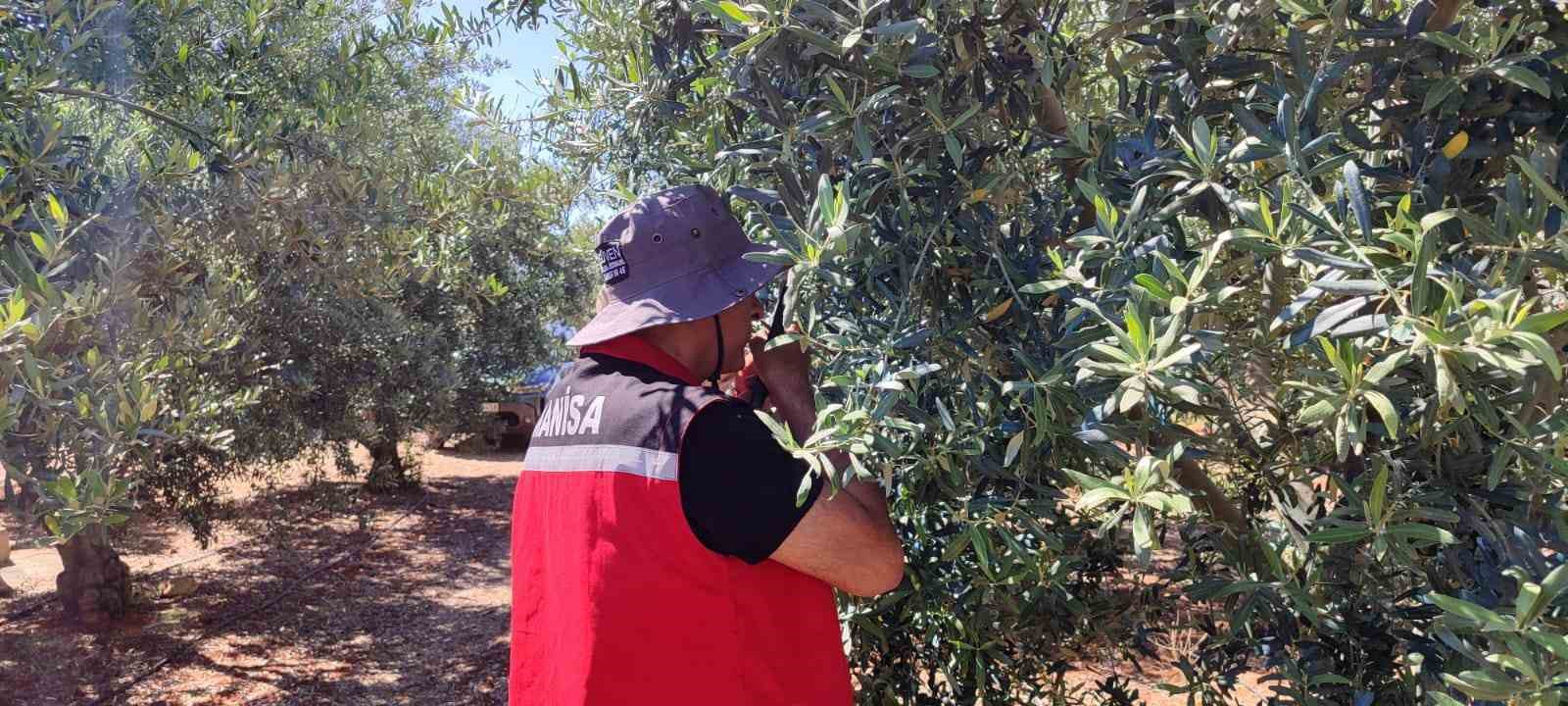 Salihli'de Zeytin Bahçelerinde Güve Tehlikesine Dikkat!