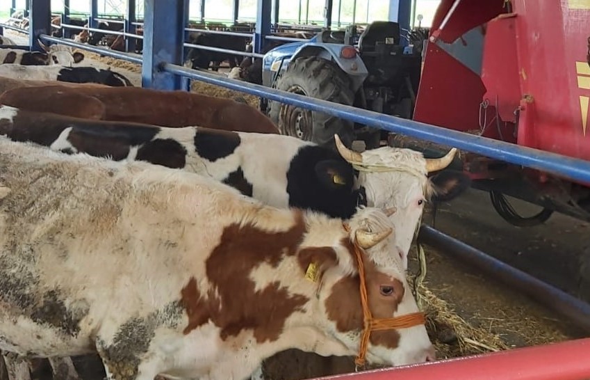 Selendi’de 8 Mahallede Şap Alarmı: Alım ve Satım Yasaklandı