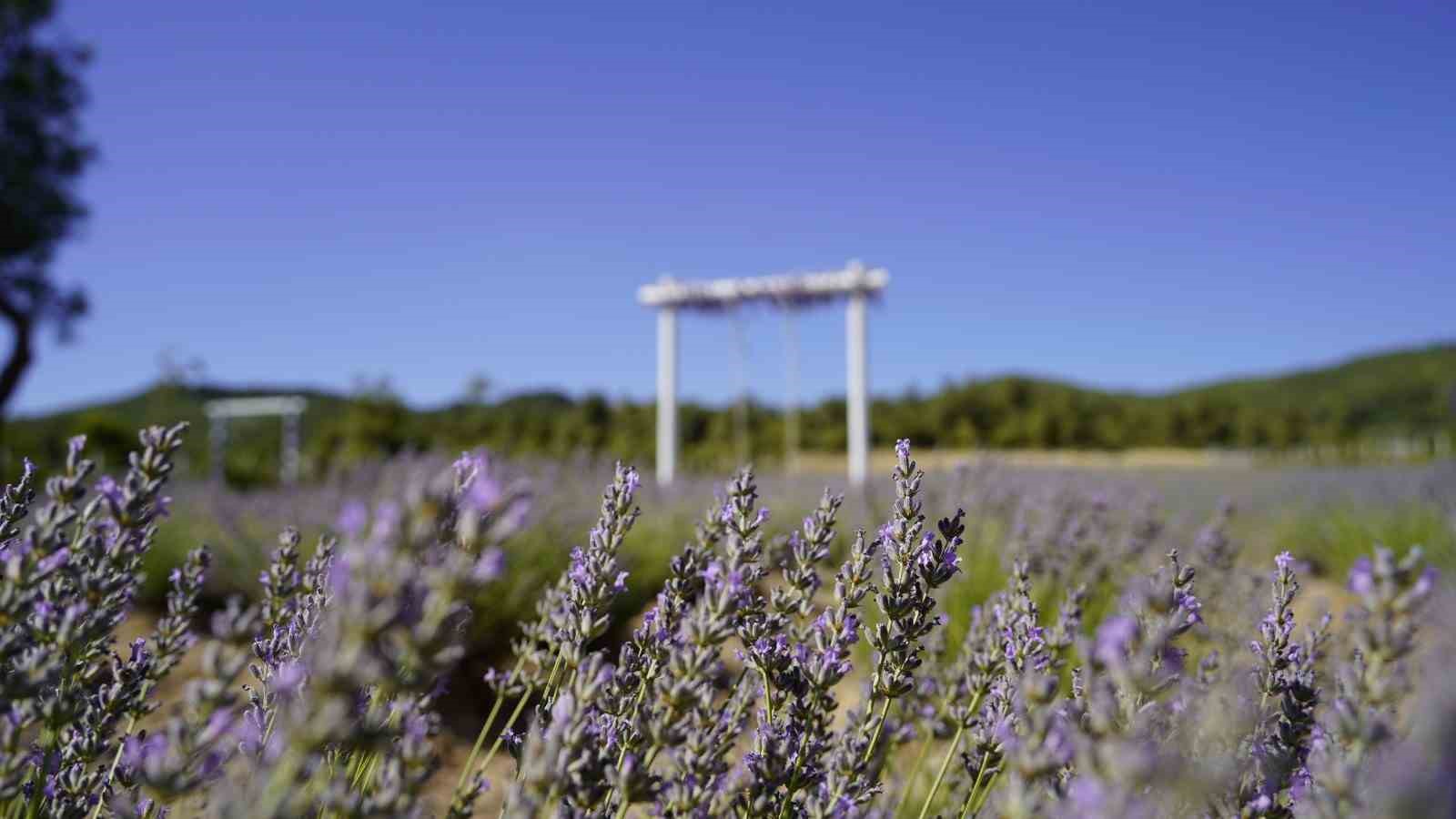 Yunusemre’nin Yeni Gözdesi: Lavanta Bahçesi Ziyaretçilerini Bekliyor