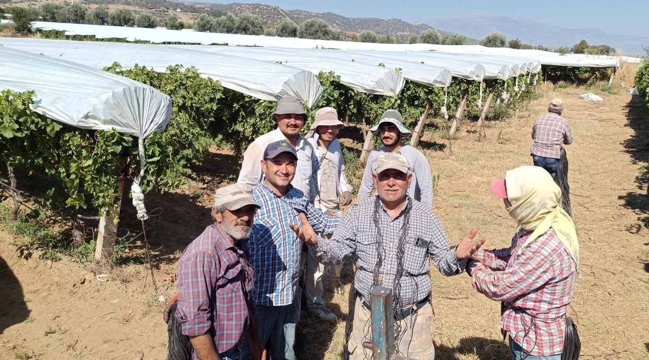 Sarıgöl'de Üzüm Bağlarına Örtüleme  Çalışmaları Sürüyor
