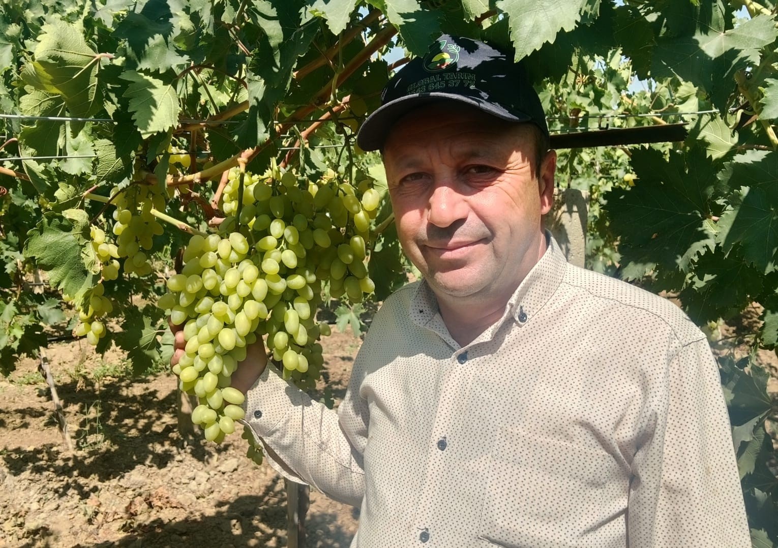 Sarıgöl Bağlarında Süperyol Cinsi Erkenci Üzüm Hasatı Başladı