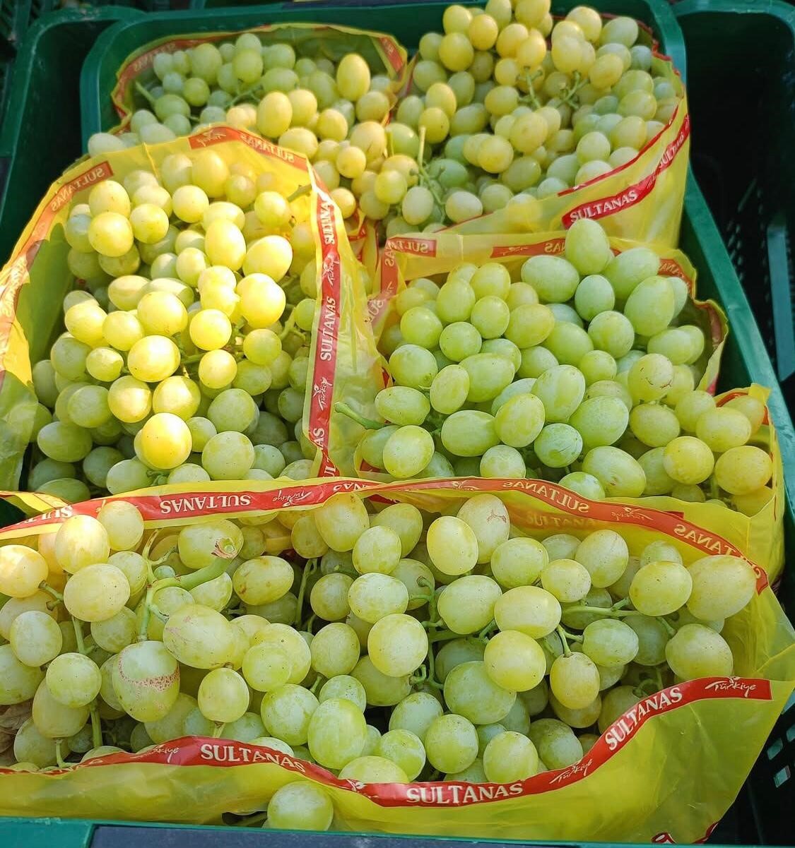 Sarıgöl’de Erkenci Üzüm Sezonu Başladı