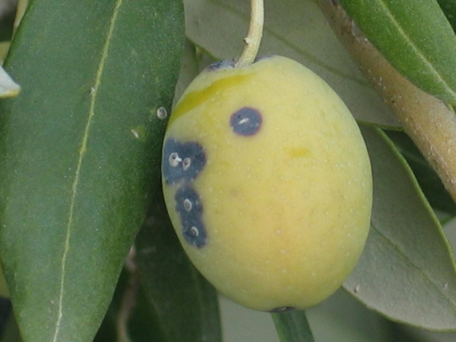 Salihli’de Zeytin Kabuklu Biti Uyarısı