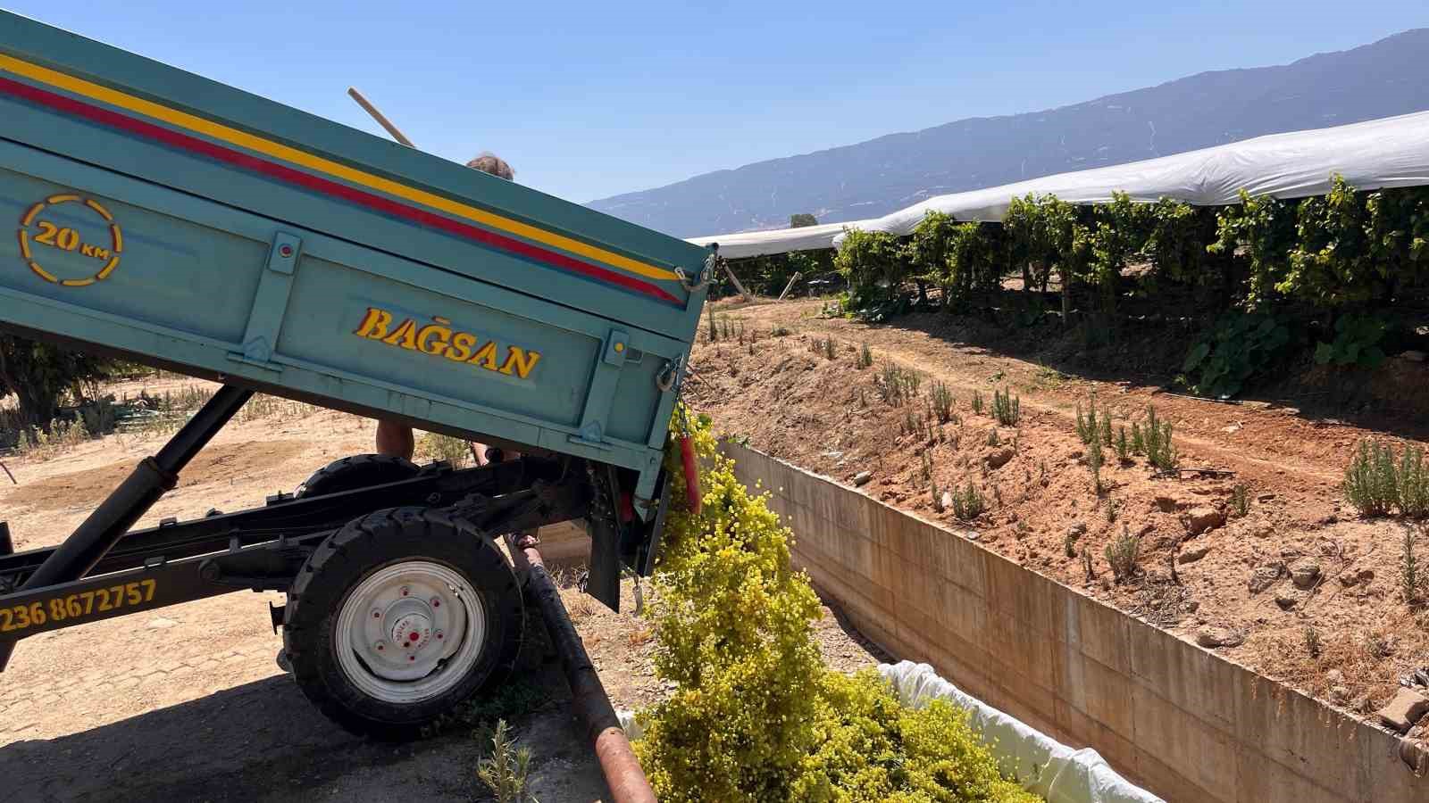 Sarıgöl’de Yeni Sezon Üzüm Alımları Başladı