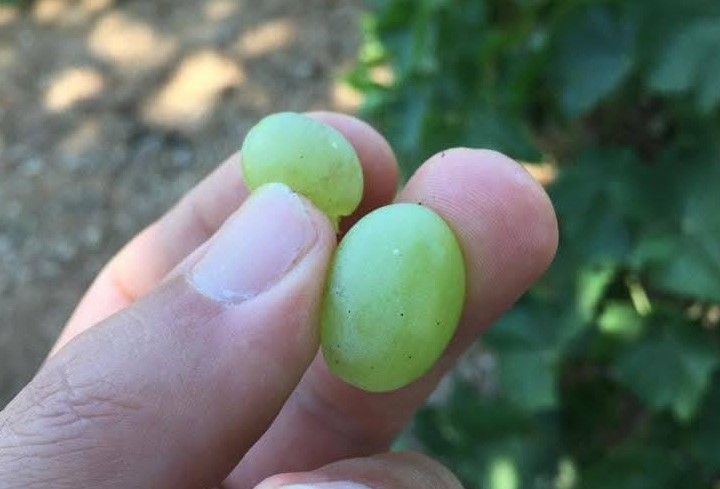 Salihli’de Üzüm Üreticilerine Salkım Güvesi Uyarısı