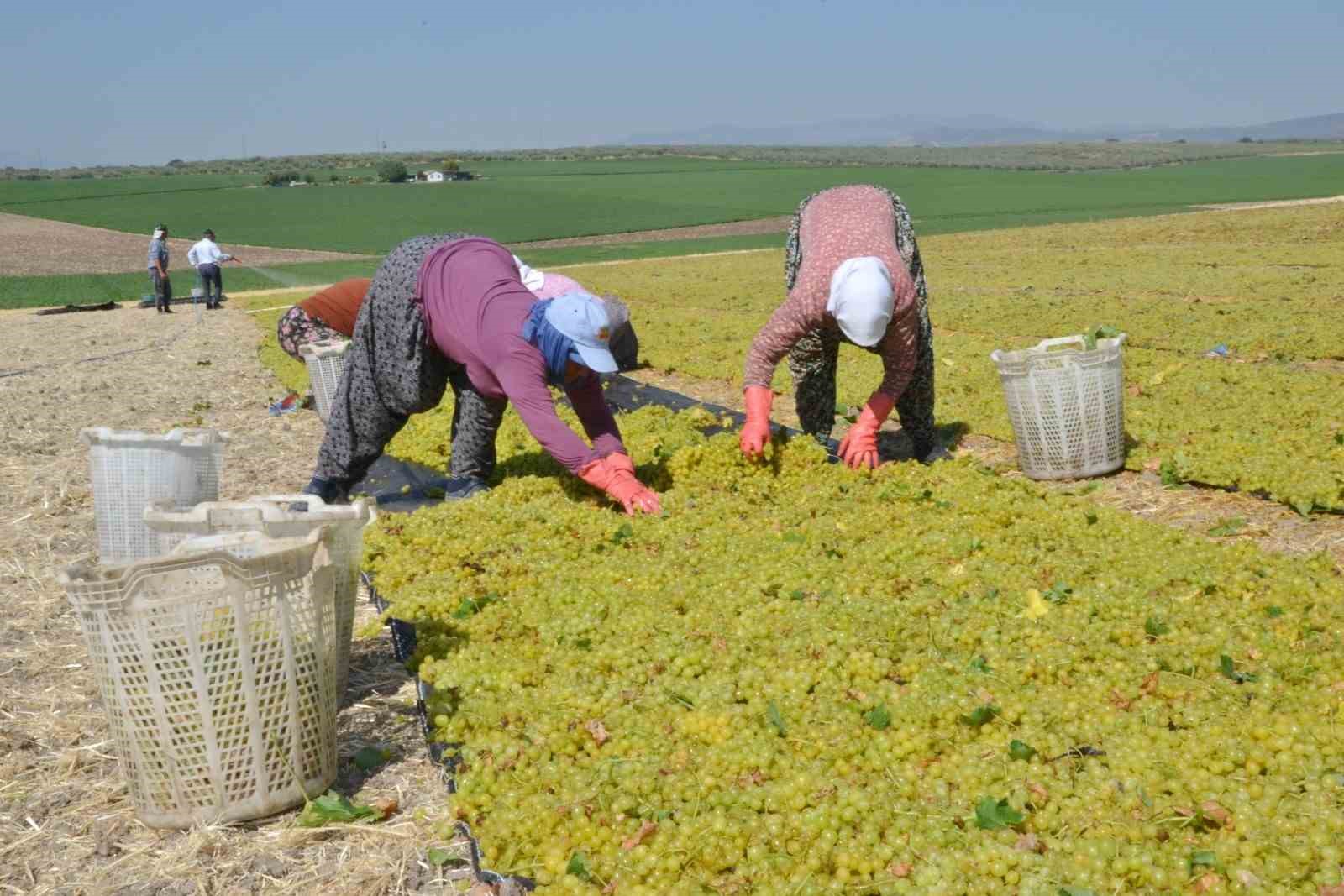 Manisa'da Üzüm Kurutma Sezonu Açıldı Manisa'da Üzüm Kurutma Sezonu Açıldı