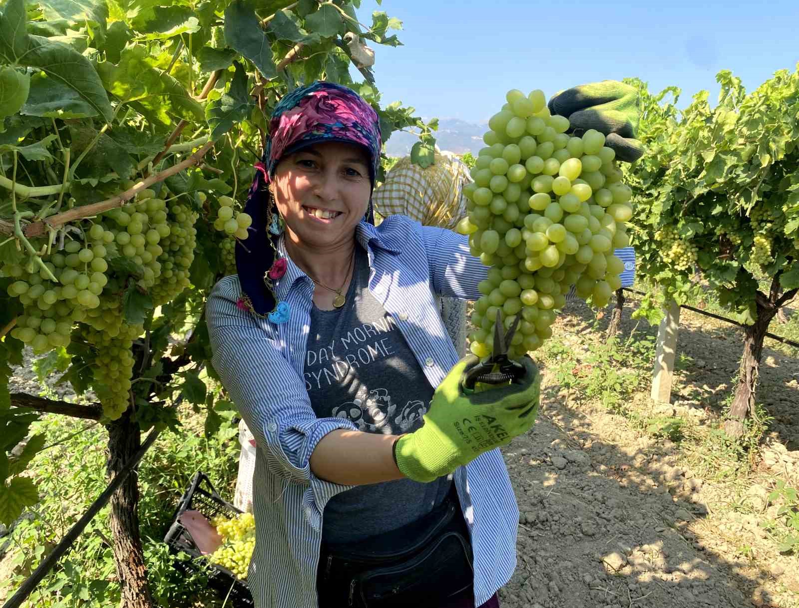 Sultaniye Üzümü Yeni Sezon Hasadıyla İhracata Başladı