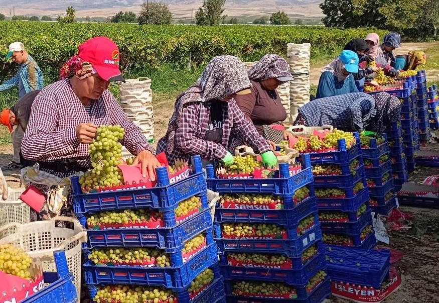 Sarıgöl Ovası’nda Üzüm Hasadı Bereketiyle Devam Ediyor