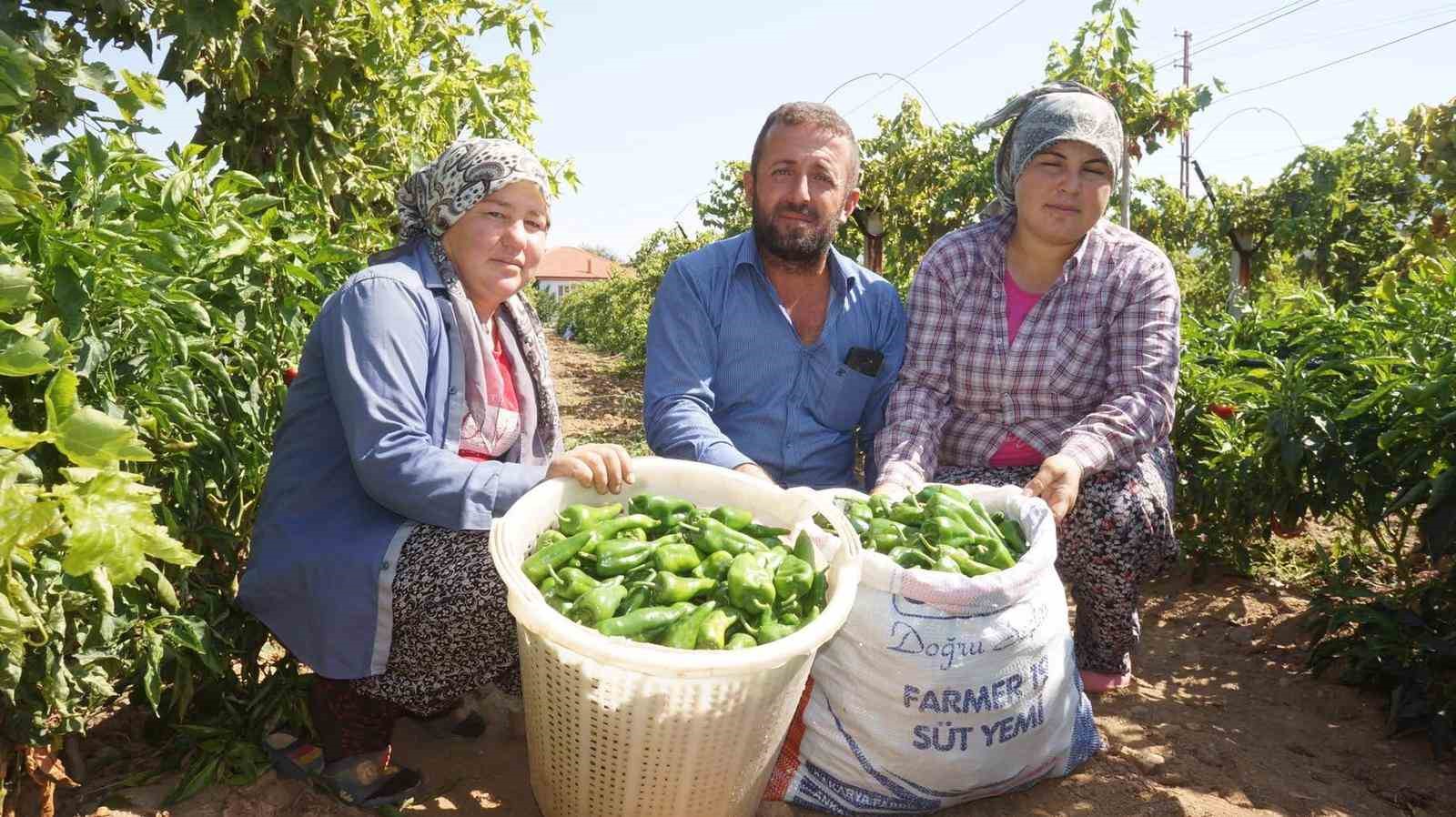 Sarıgöl’de Asırlık Ata Tohumu Emcelli Biberi Üretimi  Düşüyor!