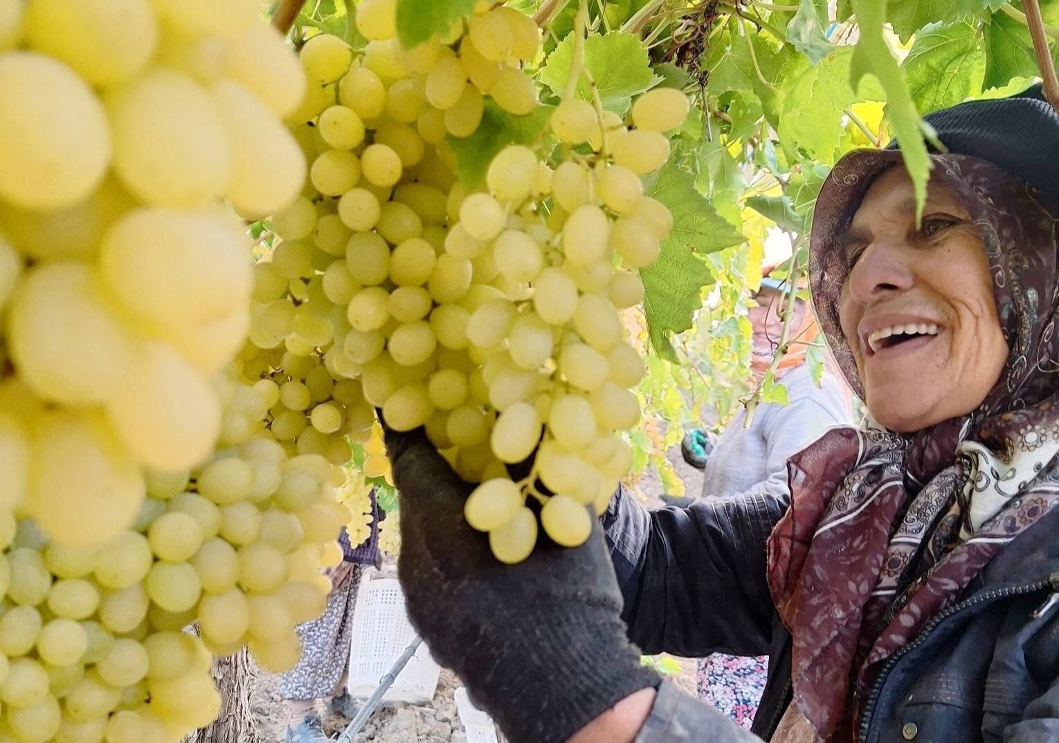 Sarıgöl’de Bereketi Kadınlar Büyütüyor: Örtü Altında  Üzüm Mesaisi