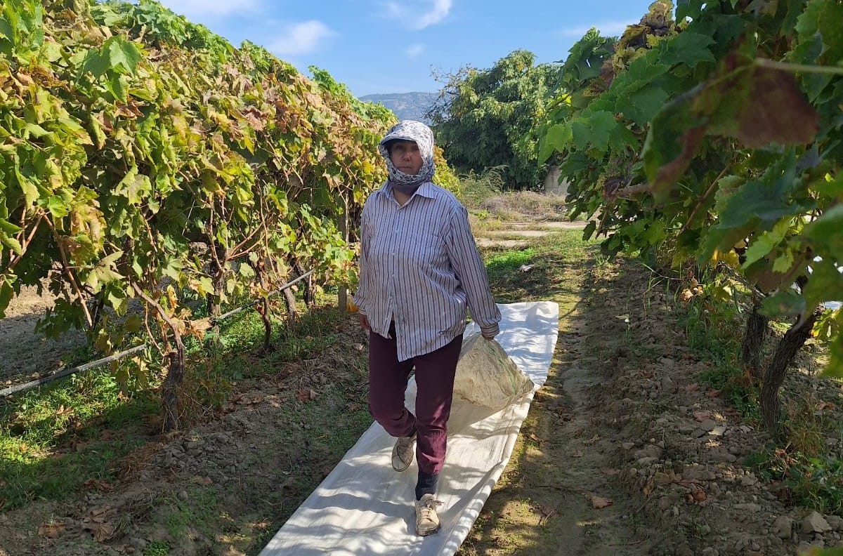 Sarıgöl’de Hasat Bitti, Üreticiler Örtü Toplamaya Başladı