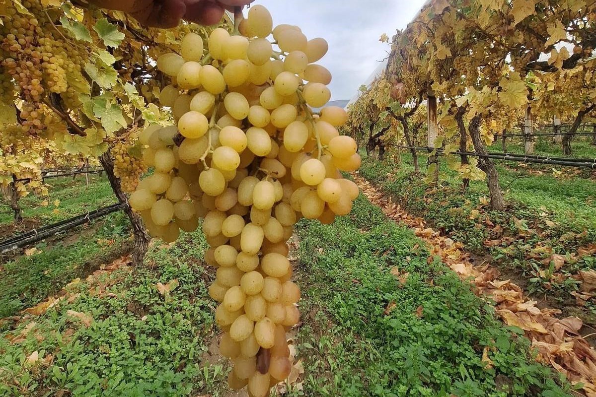 Sarıgöl’de Örtü Altı Üzüm Aralıkta da Korunuyor