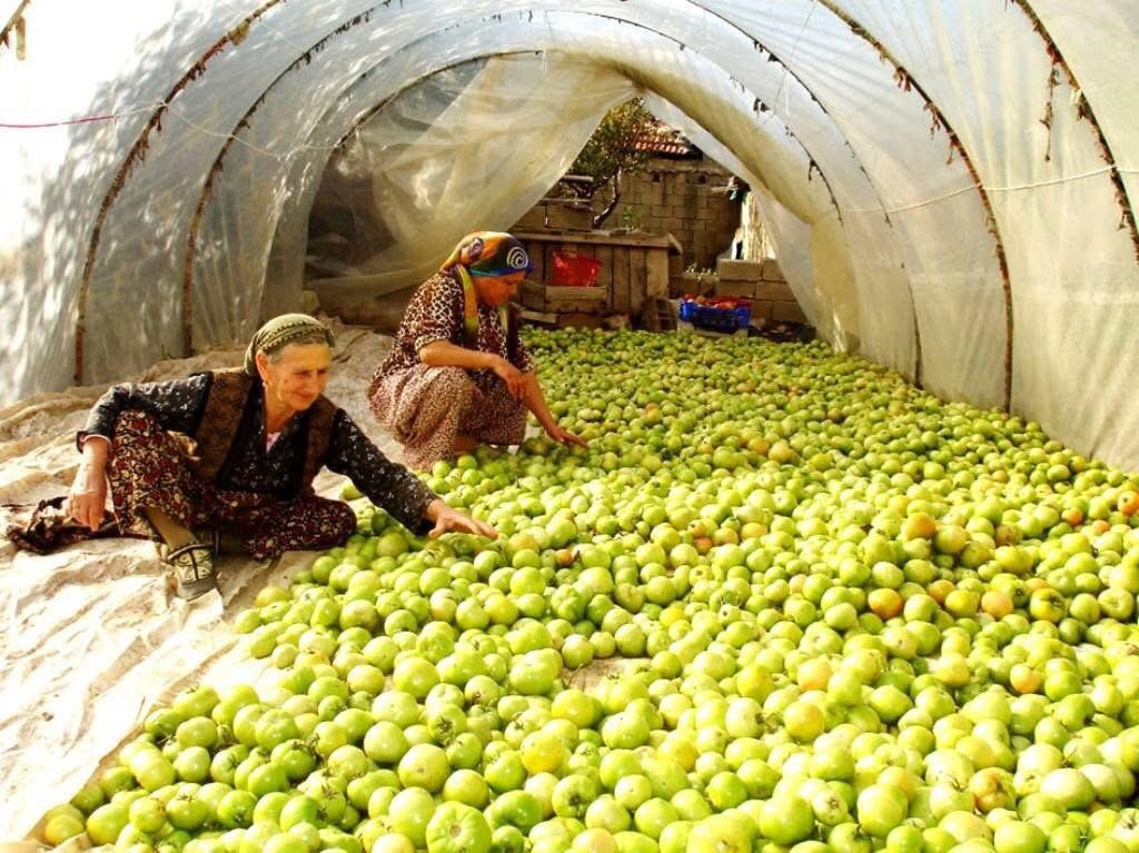 Sarıgöl’de Domates Üreticisinin "Kırağı" Mesaisi