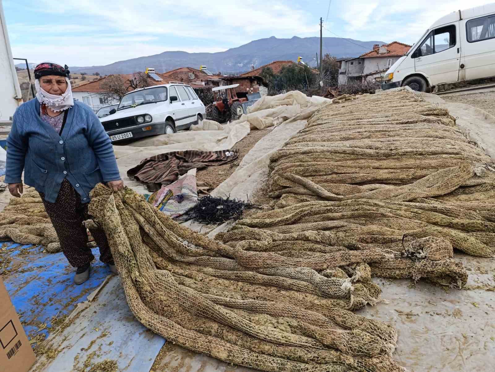 Selendi’de Tütün Mesaisi: "Tek Geçim Kaynağımız Bu"