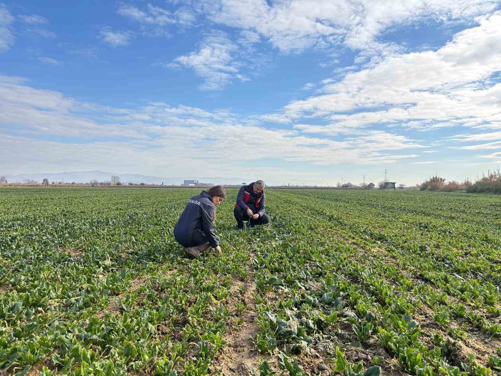 Salihli Tarım ve Orman Müdürlüğü'nden Sebze ve Hububat Denetimi