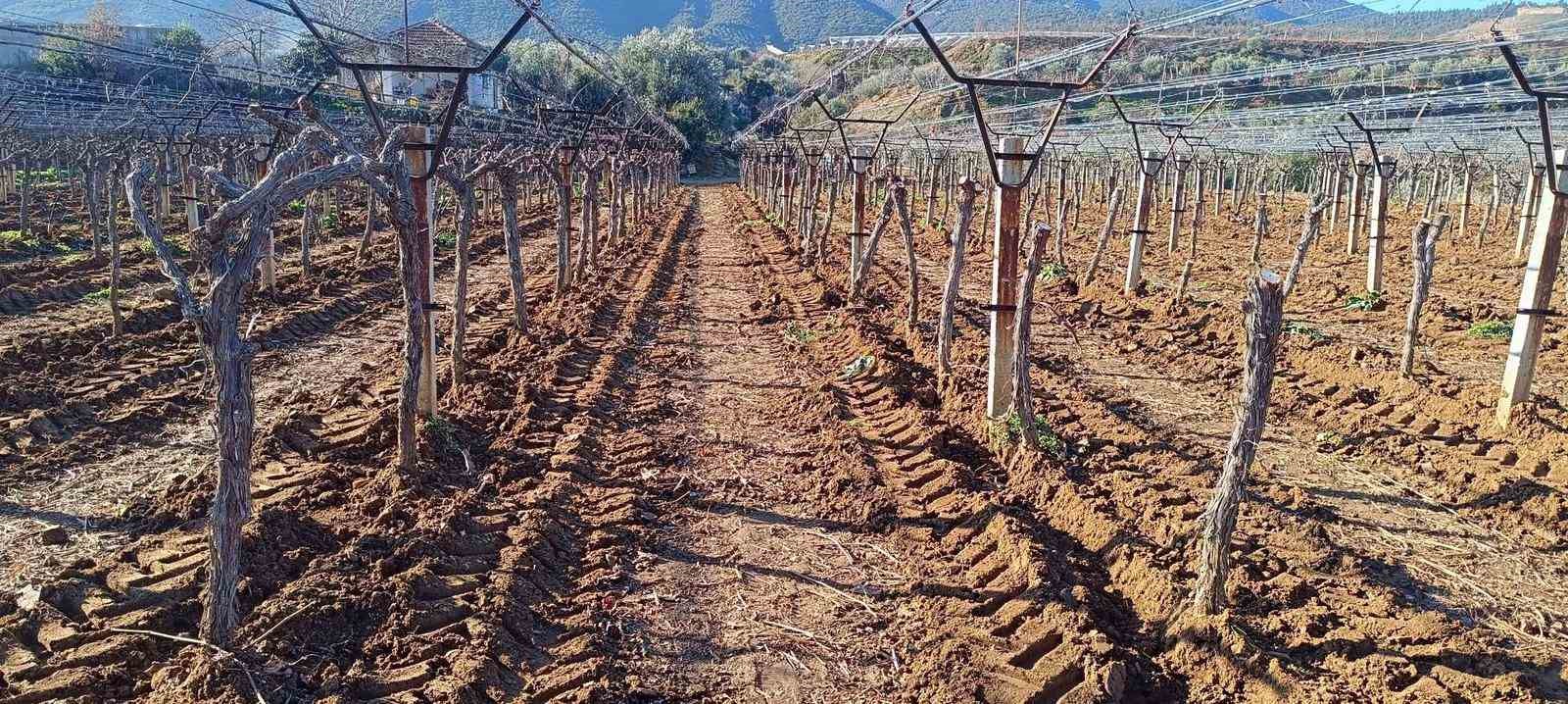 Sarıgöl'de Üreticiler Daha Kazançlı Türlere Yöneliyor