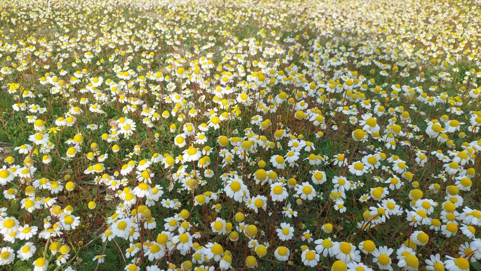 Sarıgöl’de Bahar Erken Geldi: Arıcılar Sezona Umutlu Başlıyor