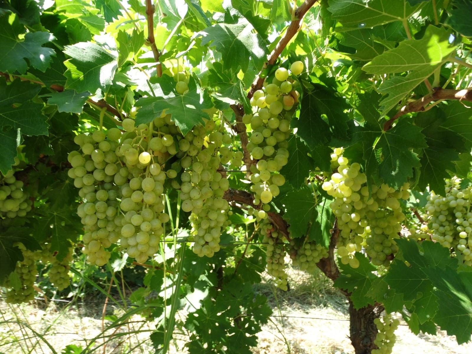 Yeni üzüm çeşidi "Ada incisi" tescillendi!