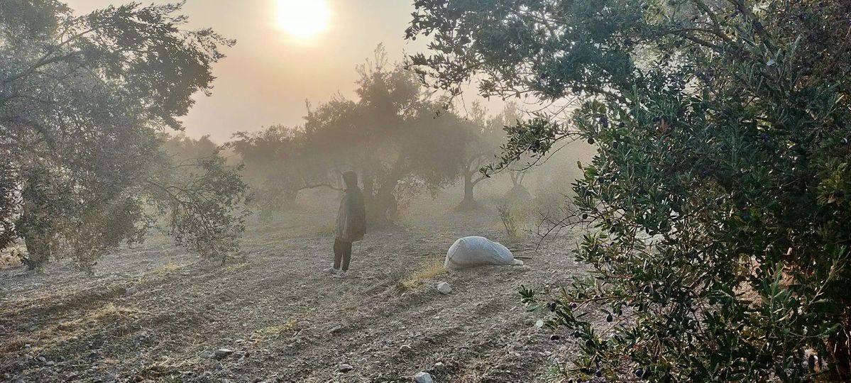 Zeytinyağı Alım Fiyatlarının Düşmesine Tepkiler Çığ Gibi Büyüyor