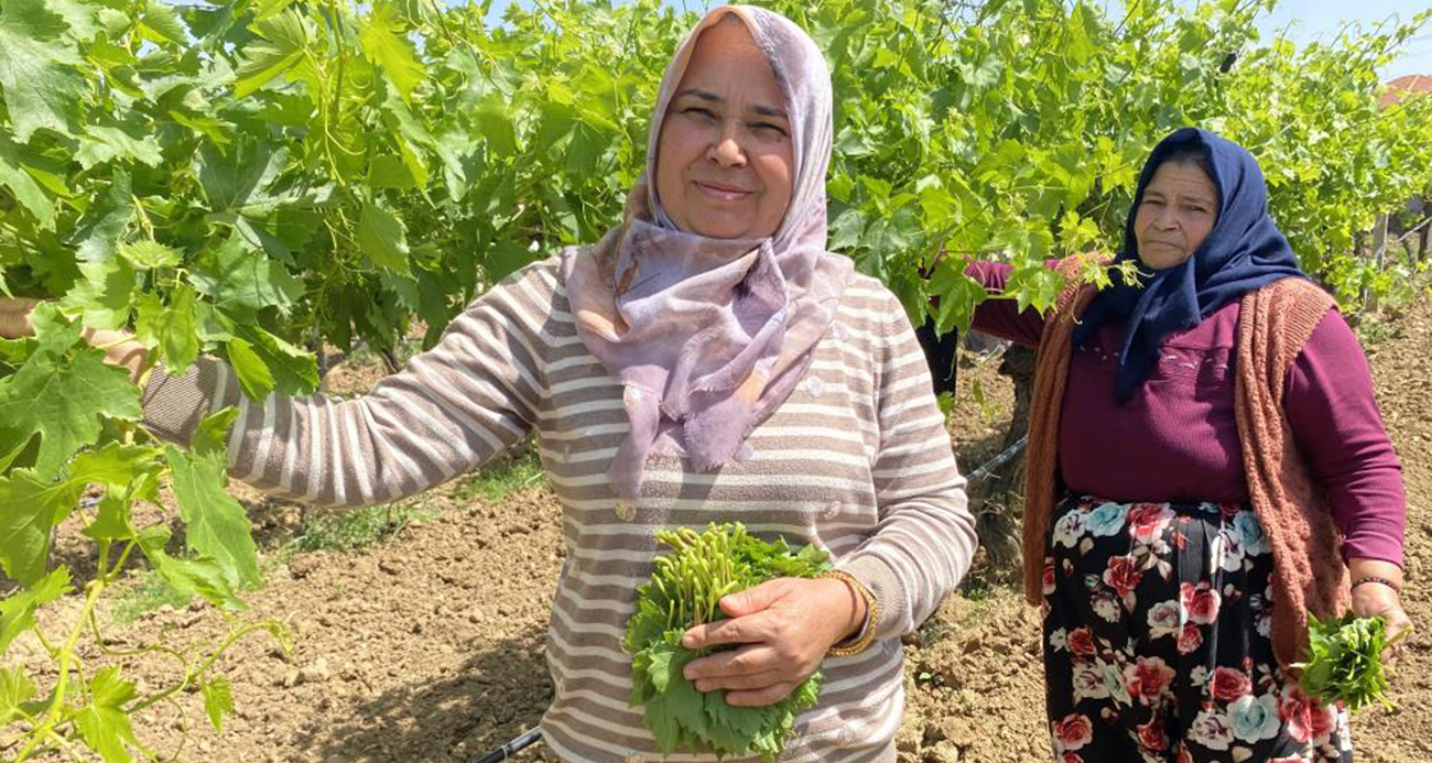 Alaşehir’de Asma Yaprağı  Bereketi