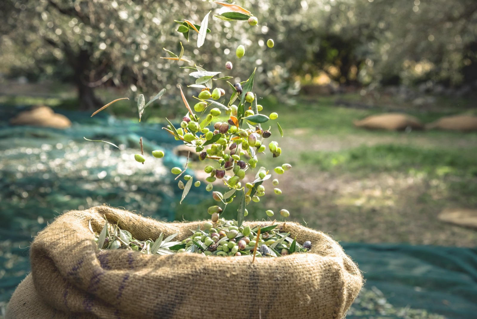 Manisa Zeytin İhracatında 19 İlden Daha Fazla İhracat Gerçekleştirdi 