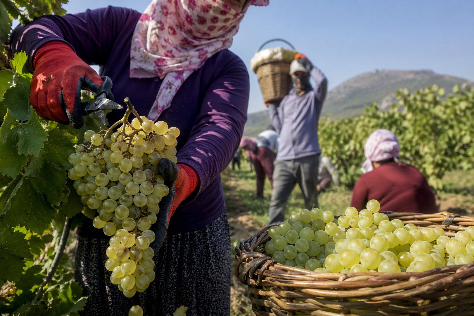 Manisa’da tarım işçisinin yevmiyesi belli oldu