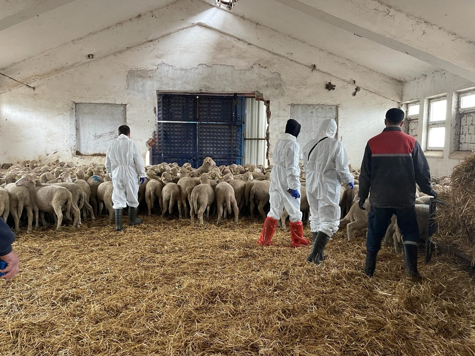 Manisa'da sürü iyileştirme projesi için koçların seçimi yapıldı