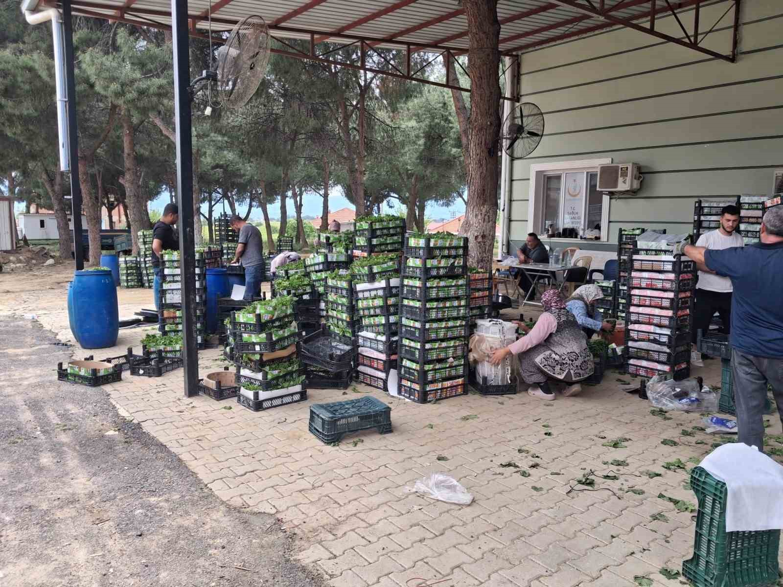 Bağlarda Üzüm Öncesi İlk Hasat: Taze Yaprak Mesaisi Başladı