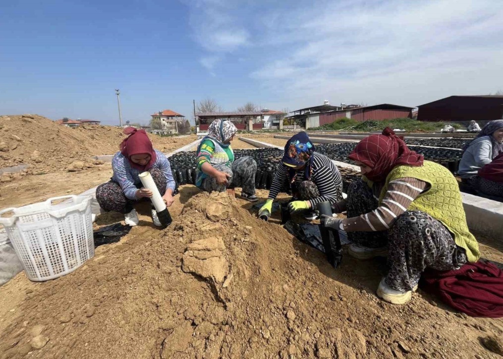 Sarıgöl’de Girişimci Kardeşler Fidan Üretimini Büyüttü