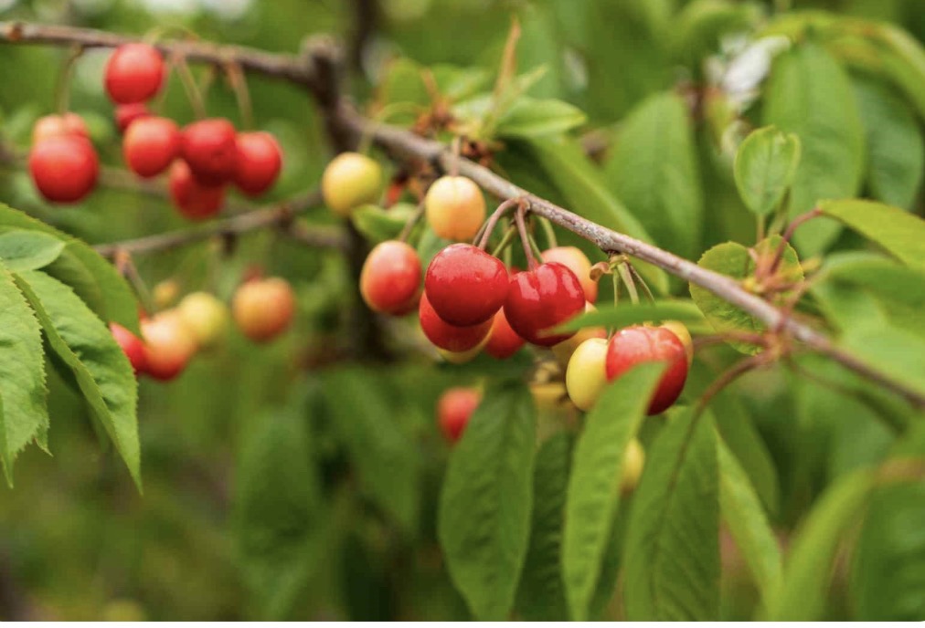 Kuzey Yarımkürenin İlk Kirazı 6 Bin TL’ye Satıldı