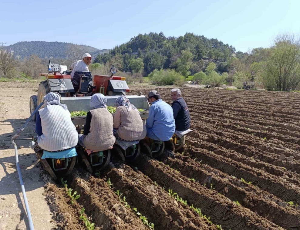 Selendi’de tütün mesaisi başladı