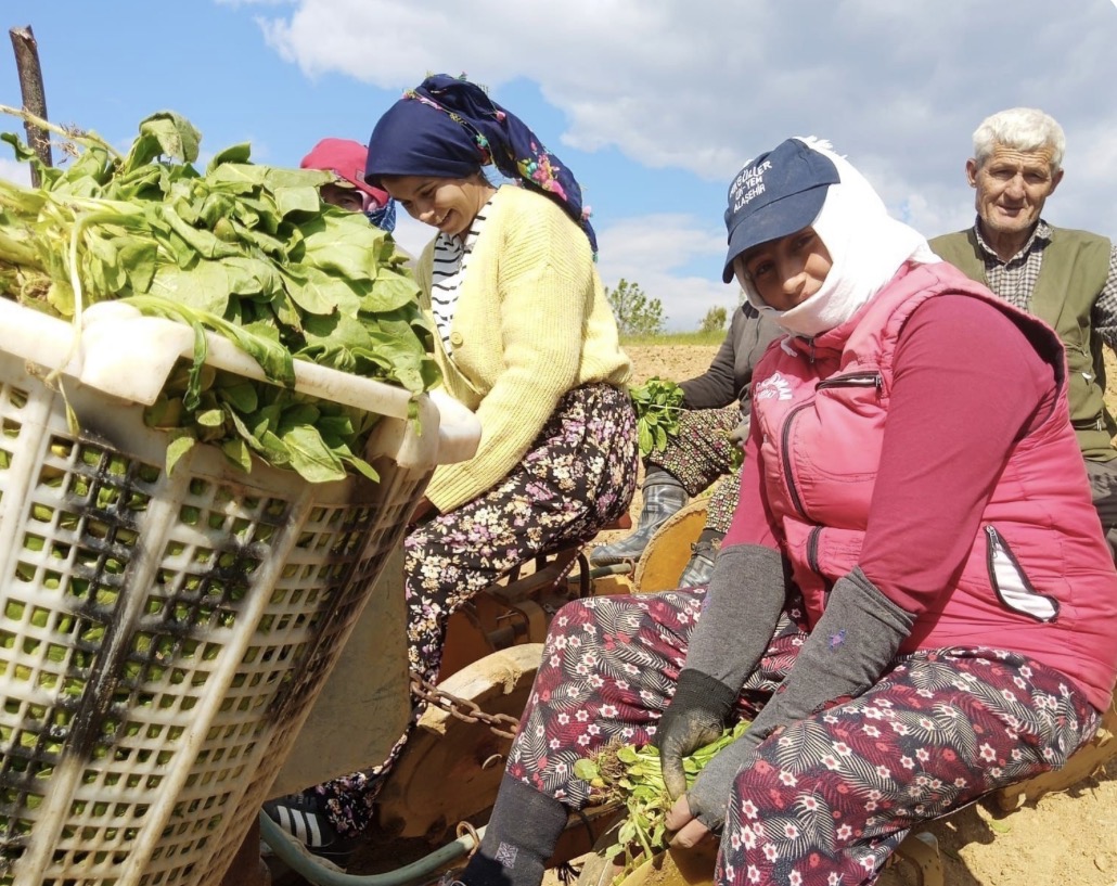 Sarıgöl’de tütün dikimi başladı