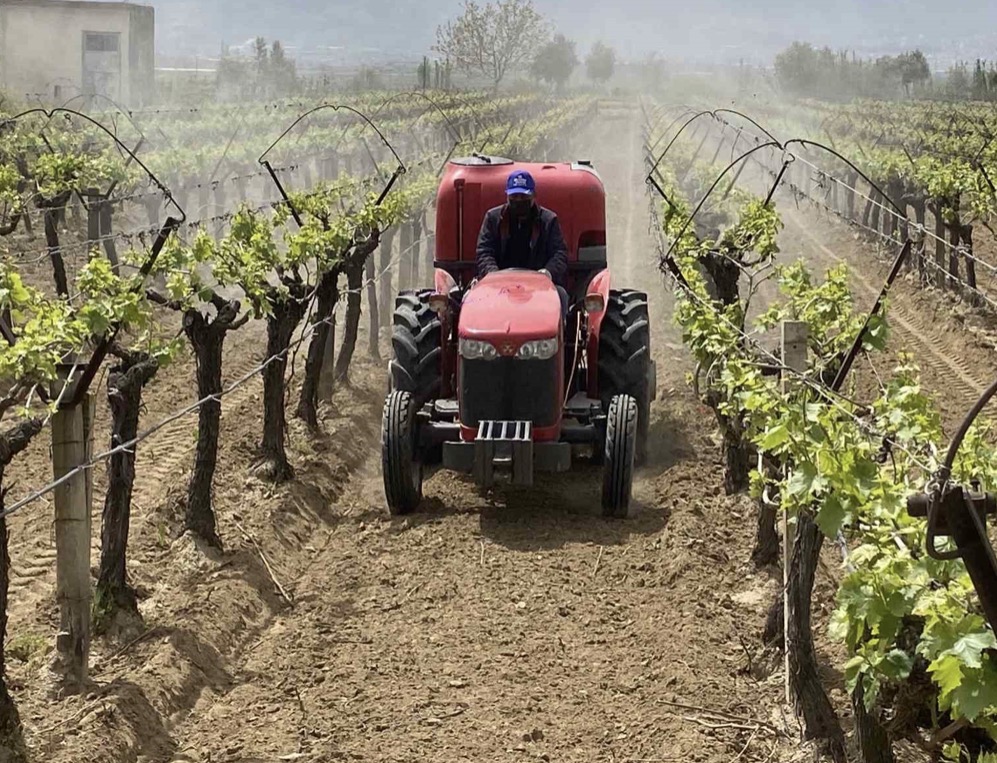 Alaşehir’de "3K Bağcılık" ile kalıntısız üretim başladı