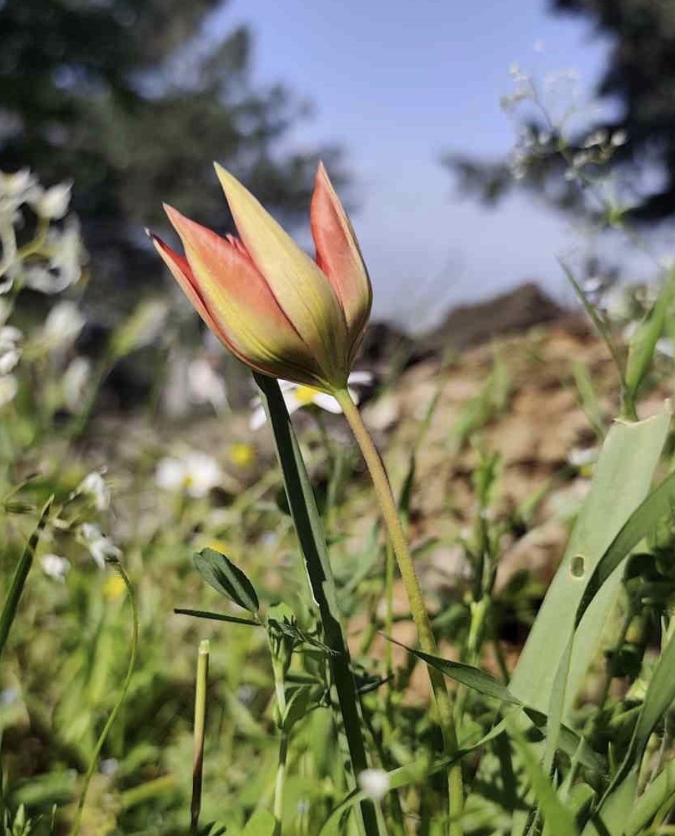 Ömrü 10 gün, koparmanın cezası araba parası