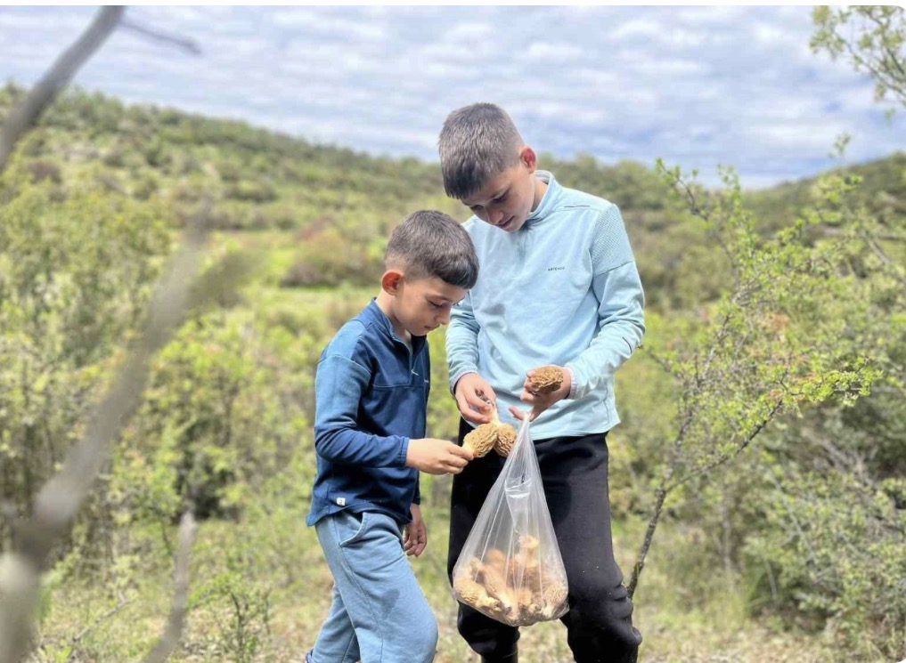 Demirci dağlarında 2 bin liralık kuzu göbeği mesaisi