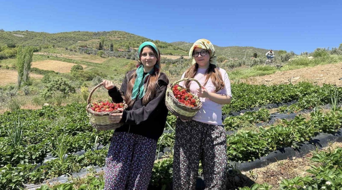 Salihli’de gönüllü gençler çilek hasadı yaptı
