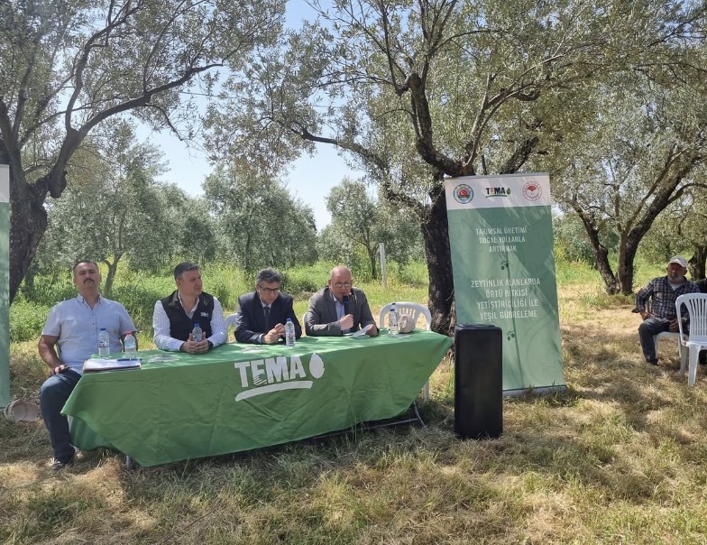 Akhisar’da zeytinliklerde yeşil gübreleme uygulamaları tanıtıldı