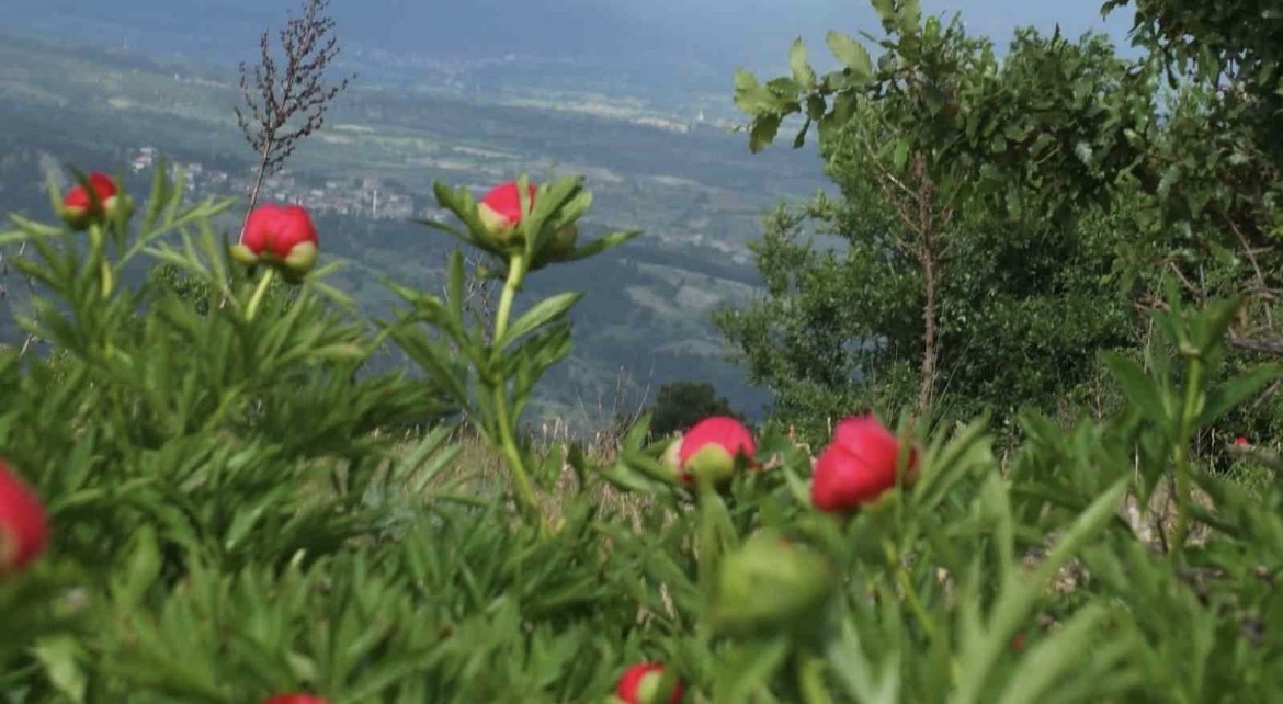 Koruma altındaki çiçekler doğaseverleri cezbediyor