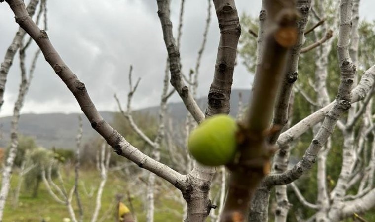 Aydın'da beklenmeyen hasat: Kış ortasında...