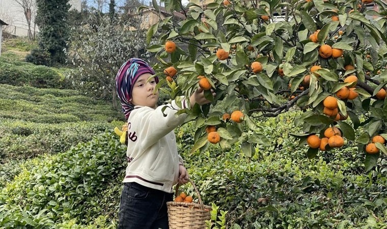 Uzakdoğu’dan getirildi, Rize'de hasat ediliyor!