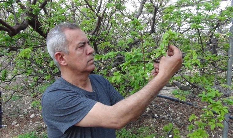 Silifke'de erik hasadı başladı: Kilosunun 1000 TL olması bekleniyor!