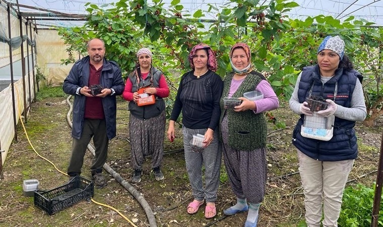 Mersin'de erken hasat: Tanesi 2,5 liradan satılıyor